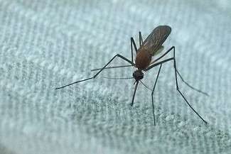 Zamość: Odkomarzanie będzie, ale później