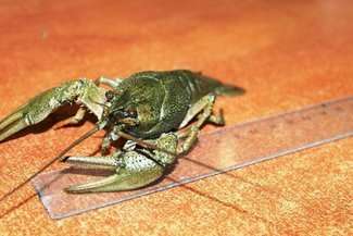 Rosjanin wiózł ukraińskie raki do Polski