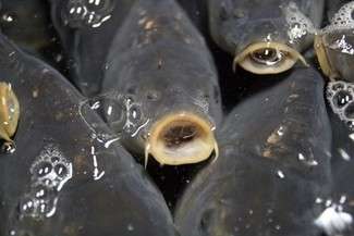 Panowie poszli na ryby. Nad miejski staw