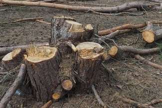 Czuby: Spółdzielnia chce wyciąć 33 drzewa