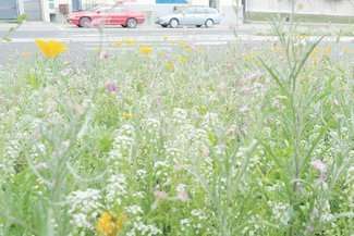 Łąka przy skrzyżowaniu w Lublinie. Skąd się wzięła?