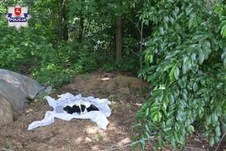 Uratowali rannego bociana. Po dwóch dniach ich sąsiadka uderzyła go kijem, a sąsiad dobił