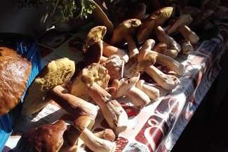 Wysyp grzybów w woj. lubelskim. Czekamy na Wasze zdjęcia