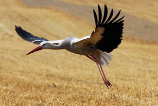 Bocian wleciał w samochód