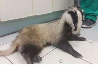 Borsuk, koza i kaczuszki. Komu jeszcze pomogli strażnicy miejscy? 