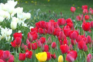 Zamość: W parku będzie łąka