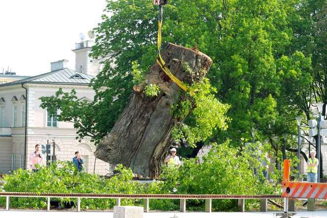 Baobab wycięto z pl. Litewskiego 23 maja