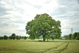 Wymyśl nazwę dla dębu