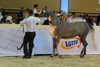 Pride of Poland. Sprzedano tylko 6 koni z 25. Prezes: "Nie wyciągnę przecież kupcom pieniędzy z kieszeni"
