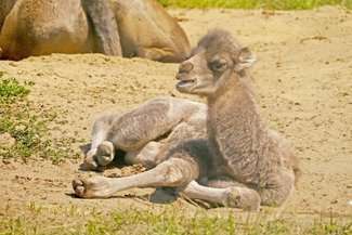 Od kilku dni małego wielbłąda można oglądać na wybiegu przed stajniami