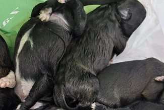 Ktoś zapakował 8 szczeniaków do reklamówki i wrzucił do kosza na śmieci. Przeżył tylko jeden