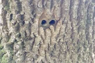 Nawiercone w pniach otwory, przez które ktoś wpuścił silny środek chemiczny