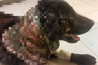 Diablo miał wrośniętą w ciało kolczatkę. Żywcem zjadały go larwy