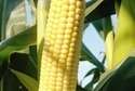 Kukurydza wyhodowana na glaukonicie