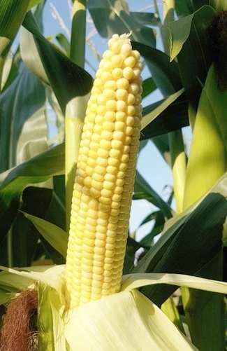 Kukurydza wyhodowana na glaukonicie