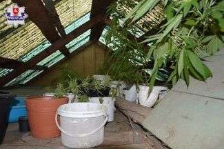 Chłopak uprawiał rośliny na strychu opuszczonej altanki