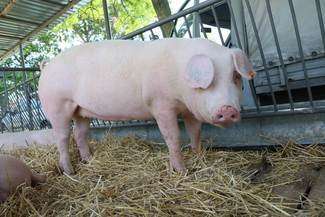 Nie zgłosili padnięcia świń. Teraz mają problemy