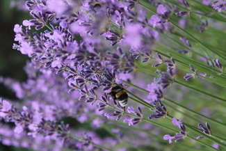 Wokół Zdrowia z Botanikiem