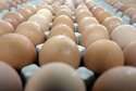 Brakuje jajek na rynku. Ich cena może dojść nawet do złotówki za sztukę