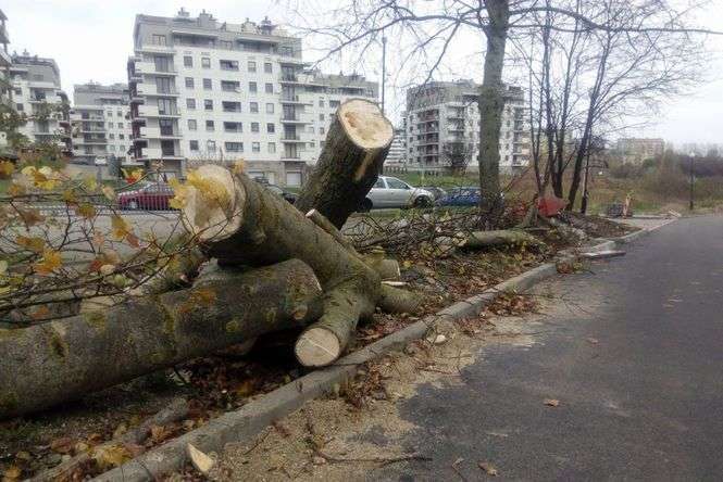Silny wiatr połamał w poniedziałek drzewa na ulicy Różanej w Lublinie