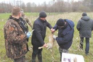 Przed wypuszczeniem z klatek do woliery zające oznaczono kolorem zielonym („gachy”) i niebieskim („kotki”)