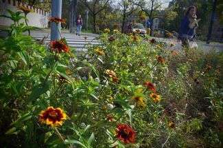 Łąka przy ul Bernardyńskiej to jedna z najciekawszych realizacji poprzedniej edycji Zielonego Budżetu. Gotowy projekt (z kosztorysem) na łąkę w mieście można znaleźć na stronie warszawskiej fundacji łąka www.laka.org.pl