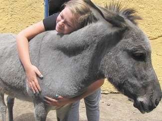 Goście zwierzyńca w Leonowie mogli oglądać m.in. osiołki nubijskie, lamę, kozice afrykańskie, kangura australijskiego i krowy azjatyckie zebu