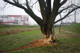 Podpatrzone w Lublinie. Bobry zajęły się drzewem nad Bystrzycą