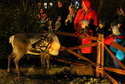 Zagroda z reniferami była jedną z mikołajkowych atrakcji na Skwerze Niepodległości w Puławach
