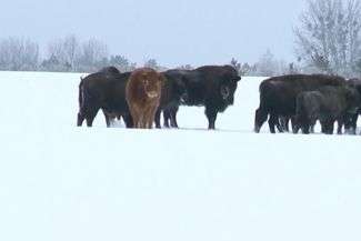 Krowa na gigancie. Już trzy miesiące żyje z żubrami w Białowieży [wideo]