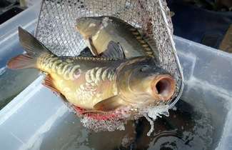 Hity i kity tygodnia. Karpie Made in China