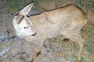 Sarenka na zamarzniętym stawie. Strażacy ruszyli na pomoc