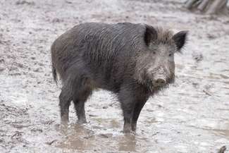 Lubelskie: Kolejne dziki z groźnym wirusem