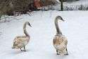 Uratowane łabędzie, które przetrzymały pierwszą noc w ośrodku już same wychodzą z zagrody