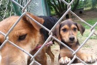 Potrzebna pomoc. Schronisko Azyl musi wymienić samochód 