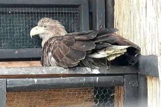 Pani bielikowa jest trochę zestresowana, ale powoli dochodzi do siebie