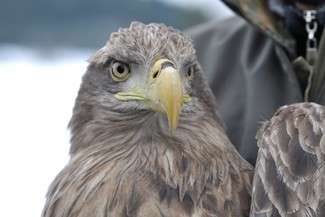 W piątek jeden z bielików został wypuszczony.
