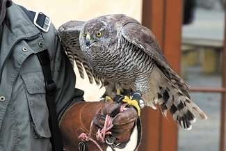 Specjalnie szkolone drapieżniki przez cały marzec będą fruwać nad skwerem i odstraszać uciążliwe ptaki, głównie kawki i gawrony