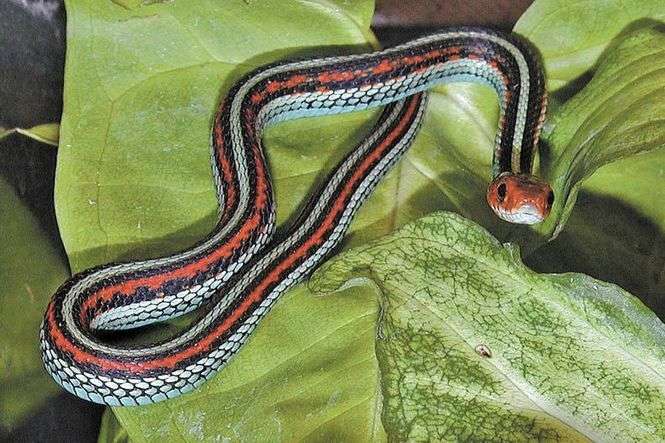 W języku angielskim to wąż ogrodowy, ale w Polsce przyjęła się nazwa pończosznik