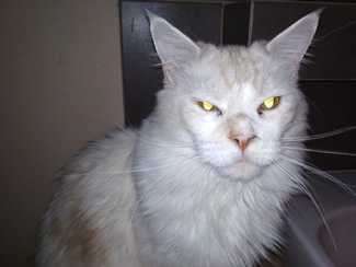 Światowy Dzień Kota. Pokaż nam swojego pupila [zdjęcia]