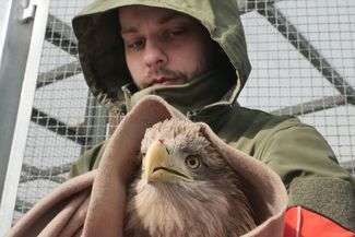 Ciężko zatrute bieliki na leczeniu w Lublinie. Samiec już prawie zdrowy, samica walczy o życie