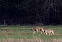 Wilki koło Puław widziane były już wcześniej [wideo, zdjęcia]