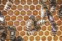 Pszczoły giną masowo. Dlaczego?