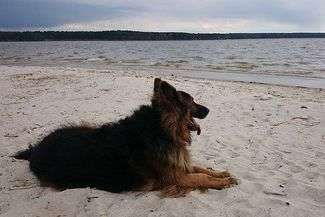 Właściciele zwierząt mogą za darmo wysterylizować i wykastrować psy i koty