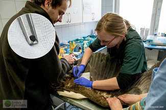 Po wykonaniu zdjęć RTG, okazało się, że ktoś strzelał do bielika. W skrzydłach znaleziono śrut