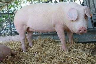 O wprowadzenie stanu klęski żywiołowej w związku z rozprzestrzenianiem się wirusa afrykańskiego pomoru świń (ASF) apelują do wojewody lubelskiego radni sejmiku województwa