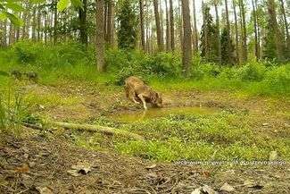Były myśliwy ratuje wilki. "Łowiectwo za bardzo idzie w stronę rzeźnictwa"