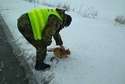 Kot miał dużo szczęścia, że spotkał strażników granicznych