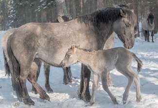 Koniki polskie z Roztoczańskiego Parku Narodowego doczekały się potomstwa