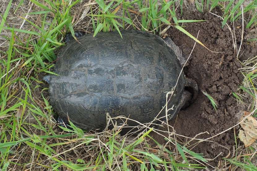 Działania ochronne dla zachowania populacji żółwia błotnego prowadzi Poleski Park Narodowy